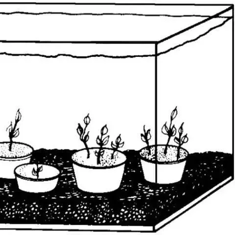 thumbnail for publication: Plant Propagation Techniques for the Florida Gardener